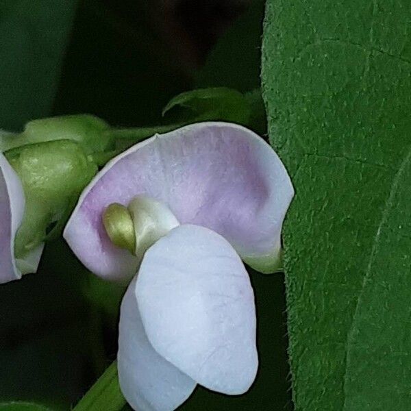 Phaseolus vulgaris Flower