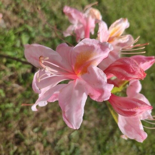 Rhododendron periclymenoides Λουλούδι