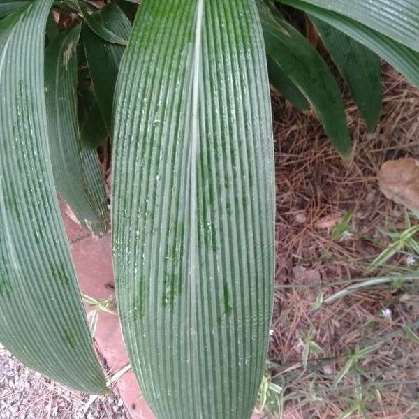 Setaria palmifolia पत्ता