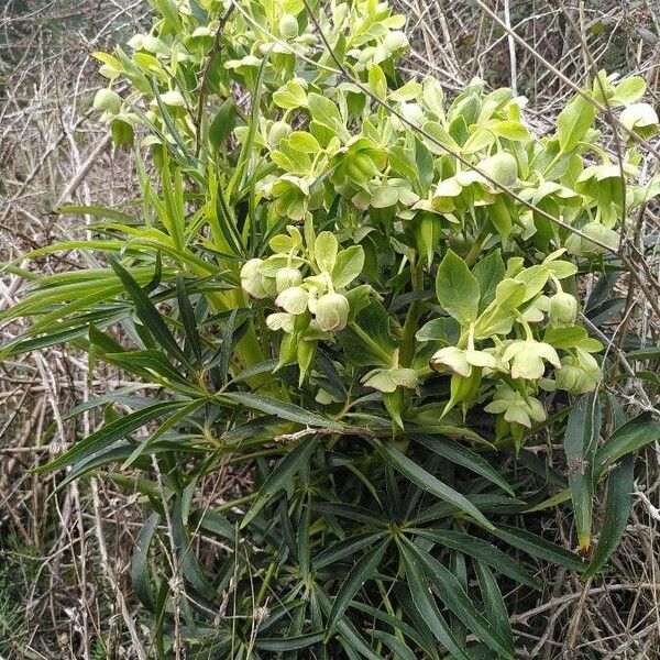 Helleborus foetidus Habitus