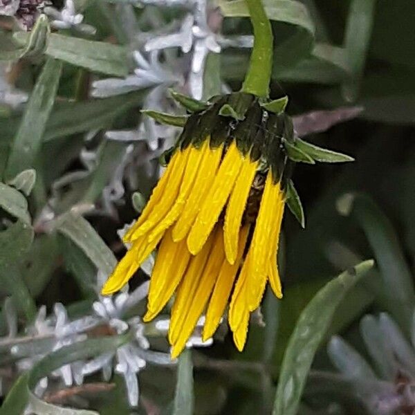 Helianthus × laetiflorus 花