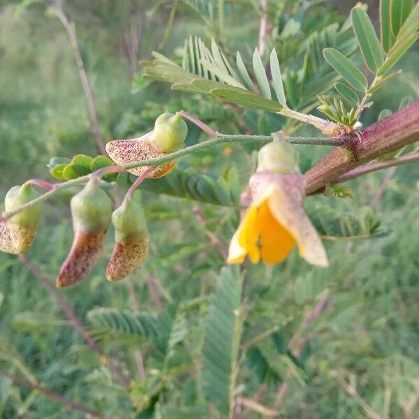 Sesbania sesban Кветка