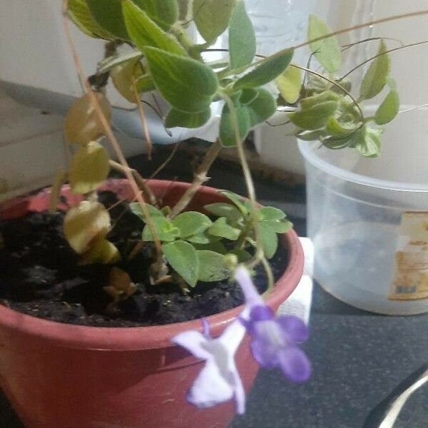 Streptocarpus saxorum Кветка