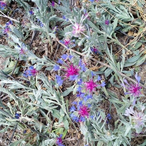 Centaurea triumfettii Çiçek