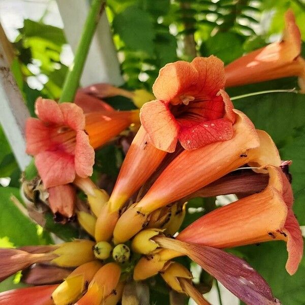 Campsis radicans Flower