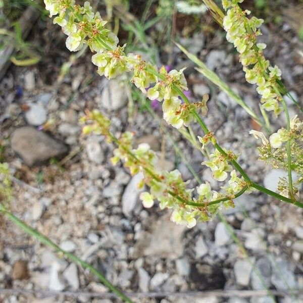 Rumex intermedius Цвят