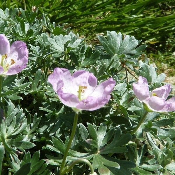 Geranium argenteum Квітка