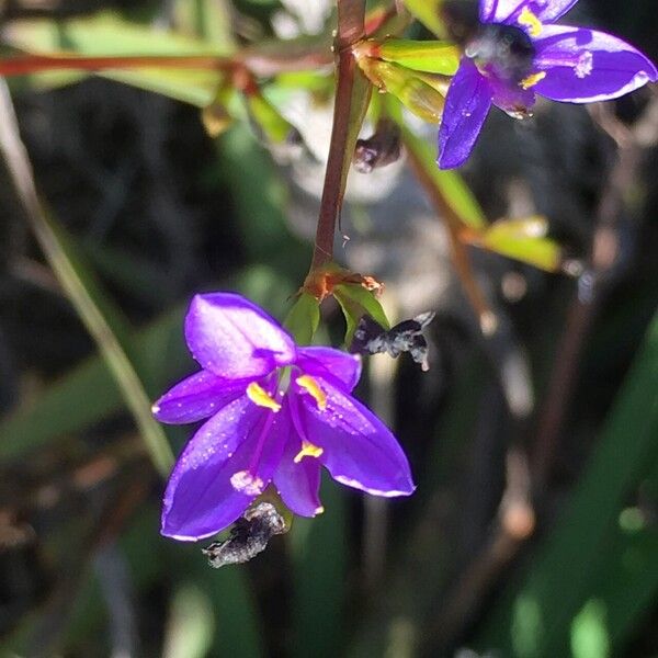 Aristea ecklonii Flor