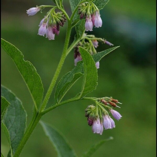 Symphytum × uplandicum Flower