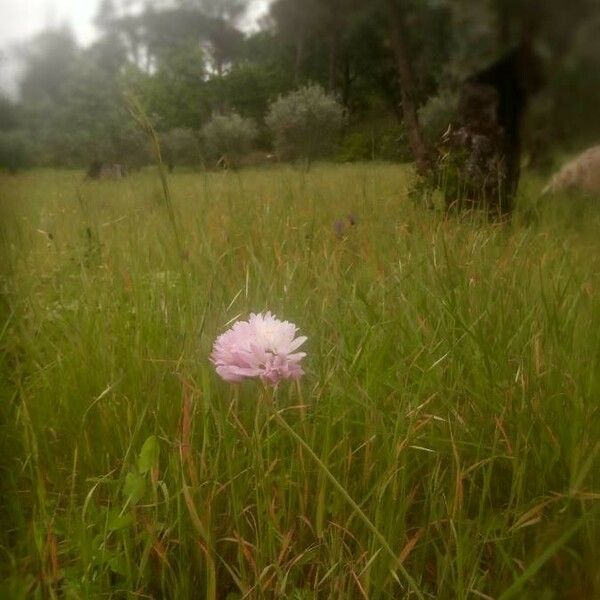 Armeria arenaria Lorea