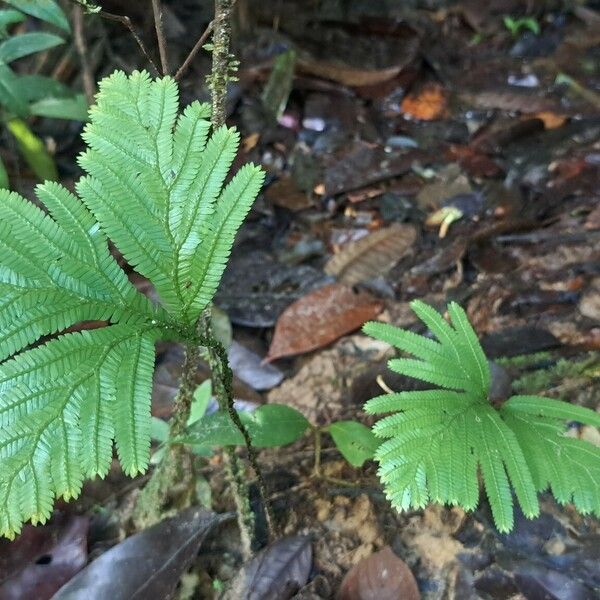 Selaginella parkeri Листок