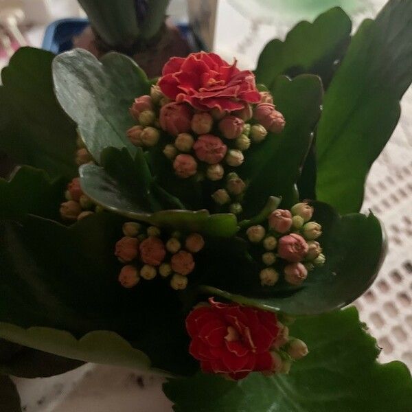 Kalanchoe blossfeldiana Kukka