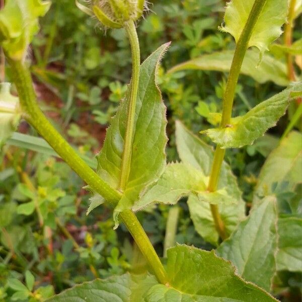 Crepis pyrenaica Лист