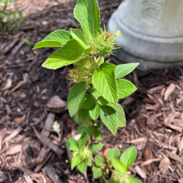 Acalypha alopecuroidea Leaf