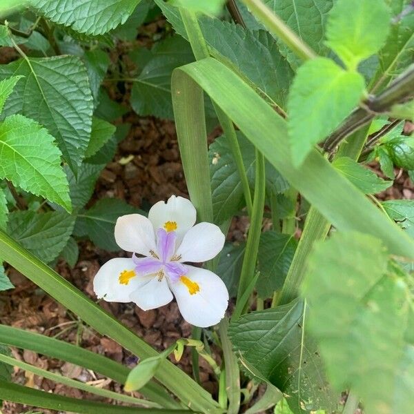 Dietes grandiflora 花