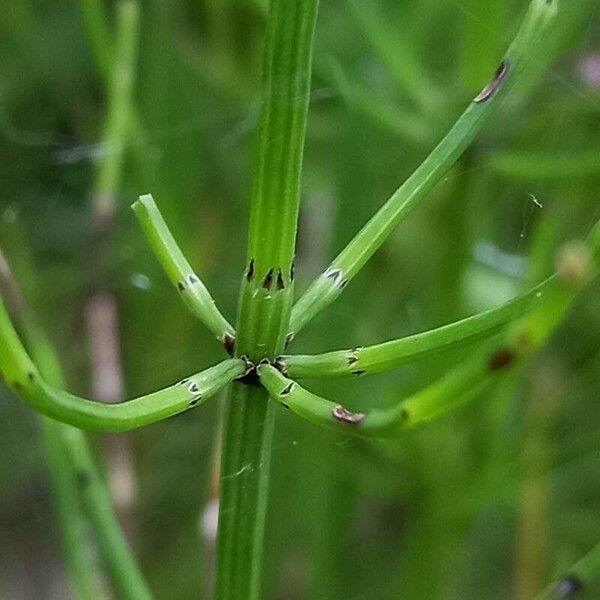 Equisetum palustre পাতা