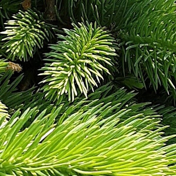 Picea sitchensis Leaf