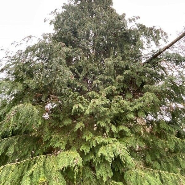 Chamaecyparis lawsoniana অভ্যাস