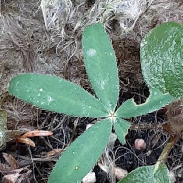 Lupinus polyphyllus Leaf