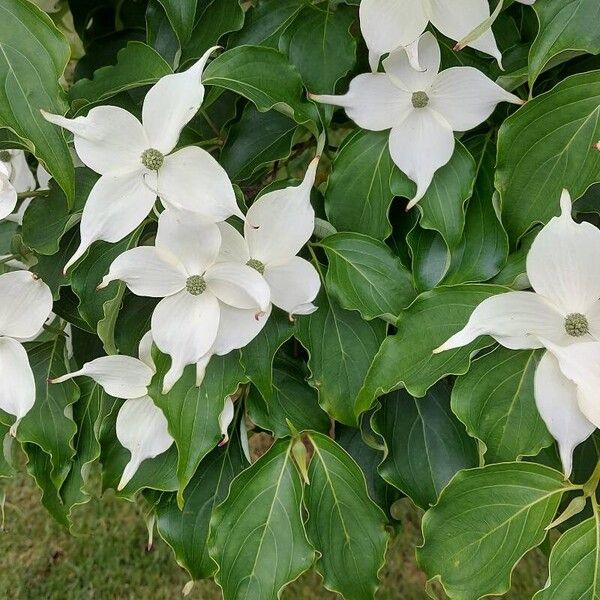 Cornus kousa Květ