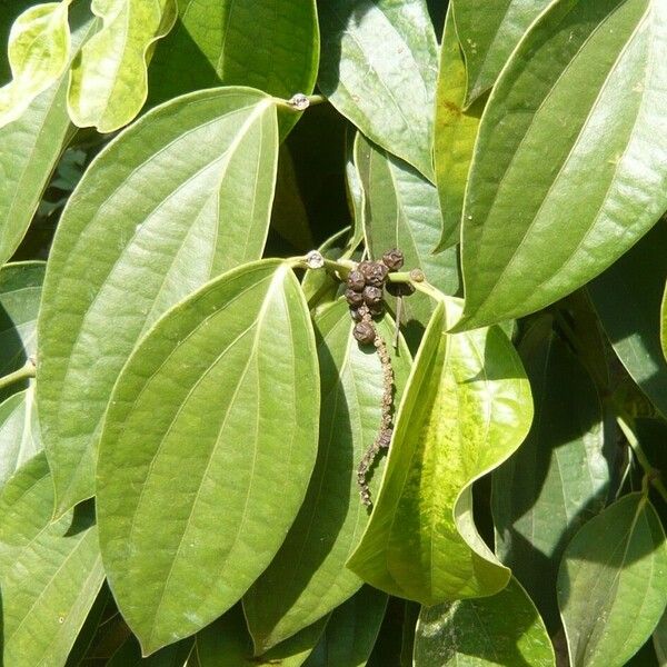 Piper nigrum Leaf