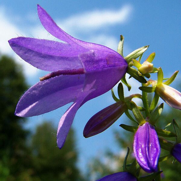 Campanula rapunculoides Flor