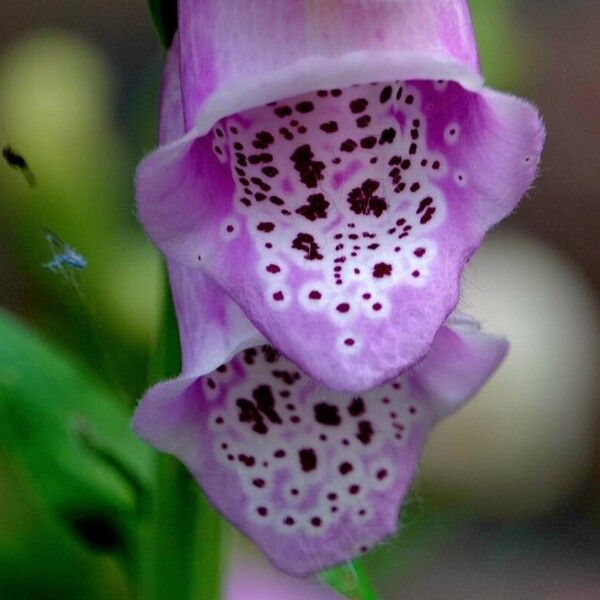 Digitalis purpurea Flower