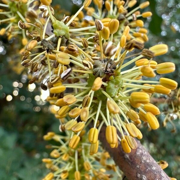 Ceratonia siliqua Цветок