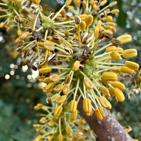 Ceratonia siliqua Flower