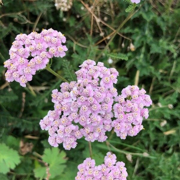 Achillea millefolium 花