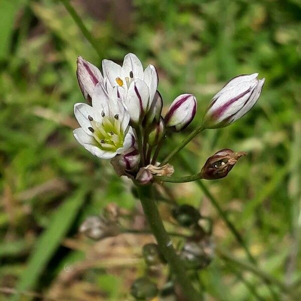 Nothoscordum gracile 花