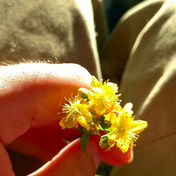 Hypericum maculatum Blüte