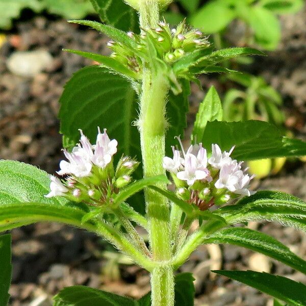 Mentha canadensis Fleur