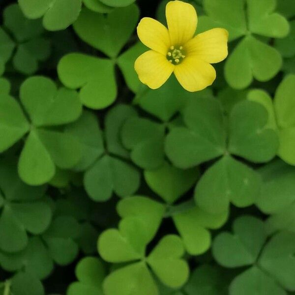 Oxalis exilis 花