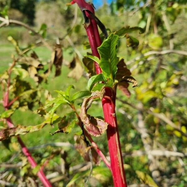 Phytolacca bogotensis ᱪᱷᱟᱹᱞᱤ