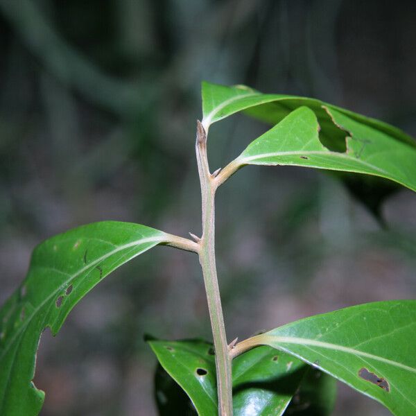 Ocotea leucoxylon 其他