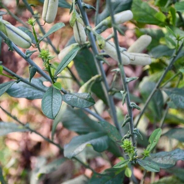 Crotalaria spectabilis Ліст