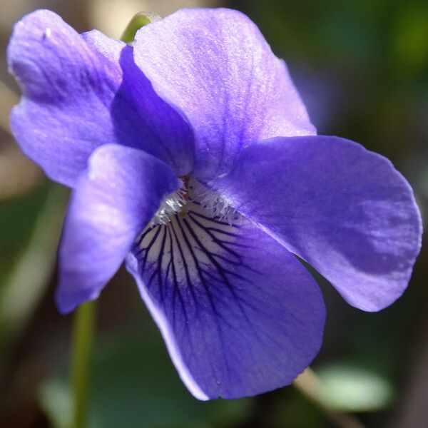 Viola riviniana 花