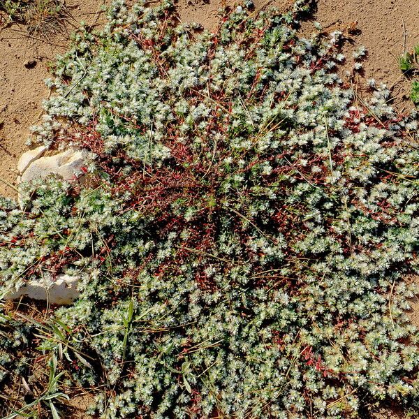 Paronychia capitata Other