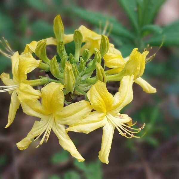 Rhododendron luteum Flower