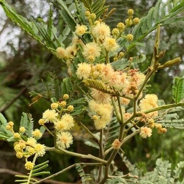 Acacia mearnsii Blodyn