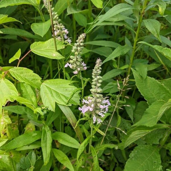 Teucrium canadense Kvet