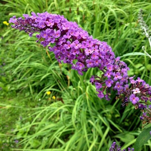 Buddleja davidii Květ