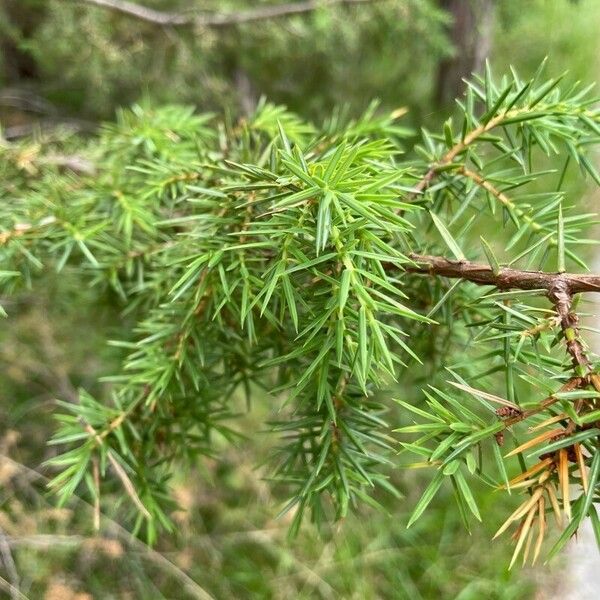 Juniperus rigida Blatt