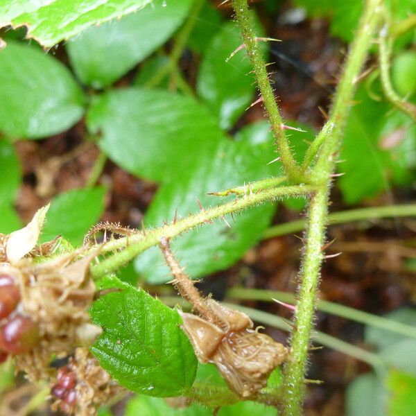 Rubus koehleri Altres