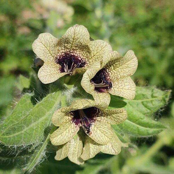 Hyoscyamus niger Fleur