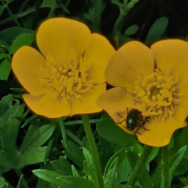 Ranunculus montanus Flower