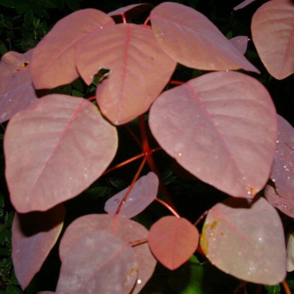 Euphorbia cotinifolia Folha