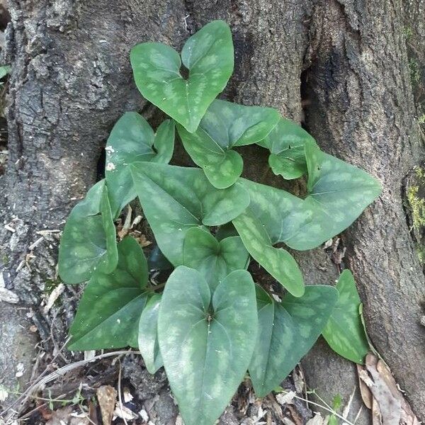 Hexastylis arifolia অভ্যাস