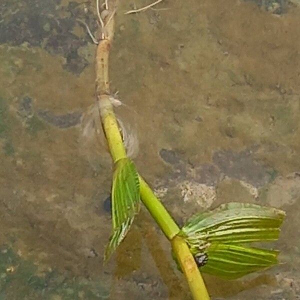 Potamogeton perfoliatus ഇല